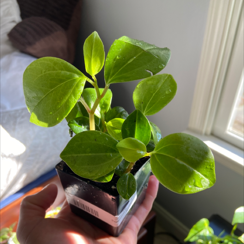 Plant care for Arfak Pepper on Greg, the plant care app