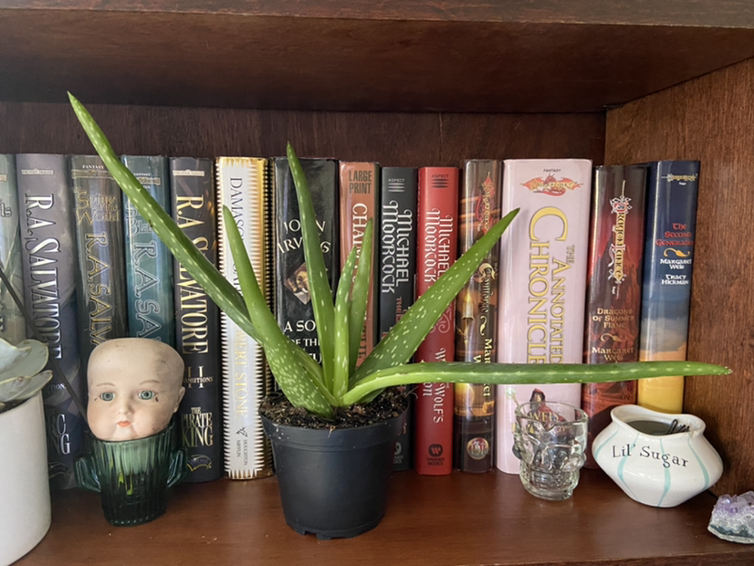 Photo of the plant species Aloe vera by @venusthightrap named Hemingway on Greg, the plant care app