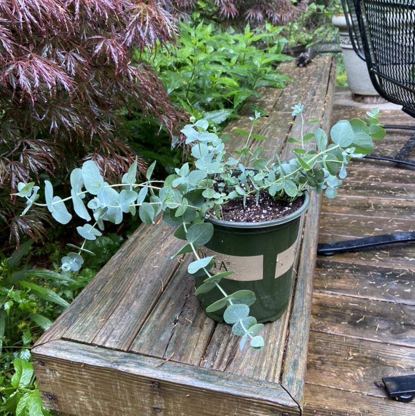 Healthy, thriving Silver Dollar Tree in a green pot, with dense silvery-blue rounded leaves. Smaller potted plants visible in background.