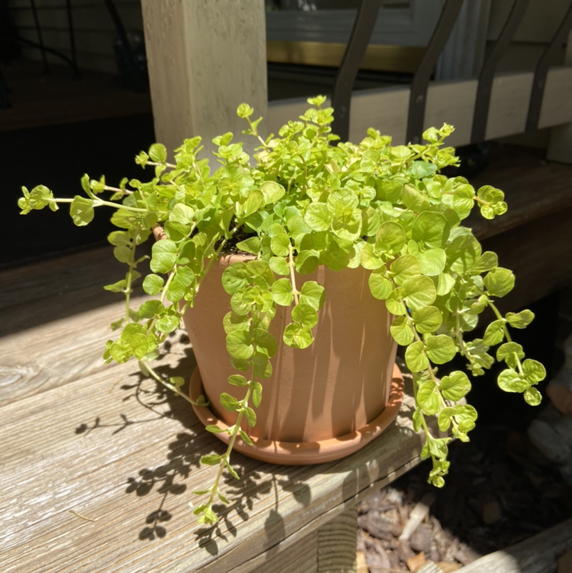 Potted Creeping Jenny plant with vibrant green leaves, well-framed and in focus.