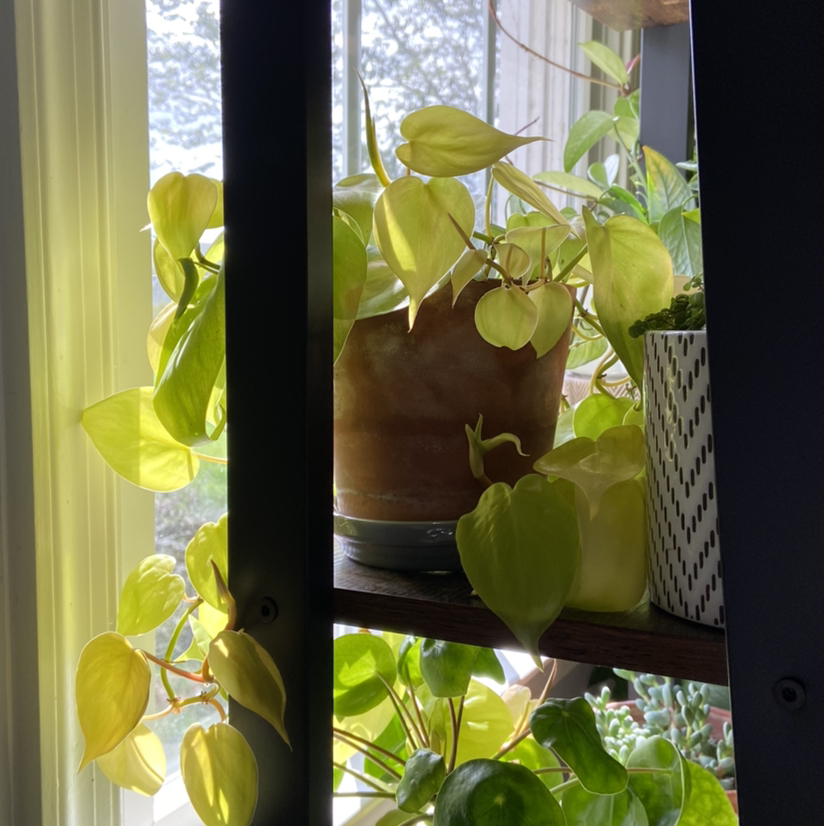Philodendron Lemon Lime plant on a shelf near a window, with vibrant lime-green leaves.