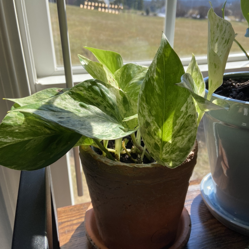 Manjula Pothos plant in a terracotta pot near a window with variegated green and white leaves.