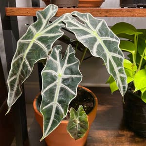 Alocasia Polly Plant plant photo by @venusthightrap named Scarlett on Greg, the plant care app.