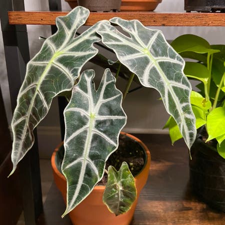 Photo of the plant species Alocasia Polly Plant by Venusthightrap named Scarlett on Greg, the plant care app