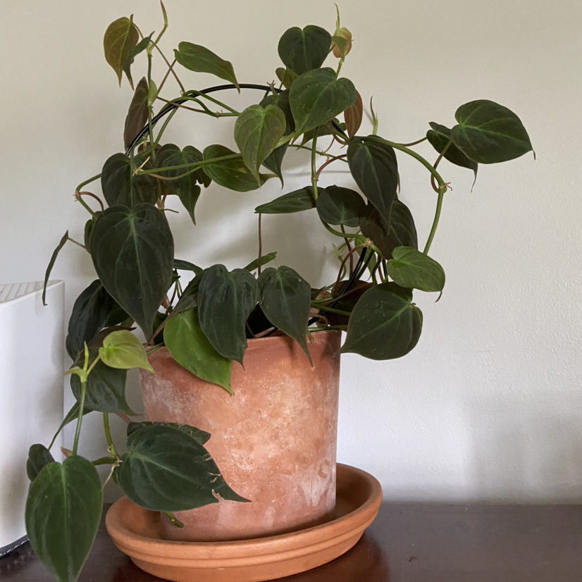 Philodendron Micans plant in a terracotta pot with some leaves showing slight browning at the edges.