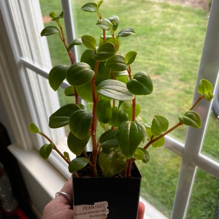 Photo of the plant species Arid-Land Peperomia by @venusthightrap named Winston on Greg, the plant care app