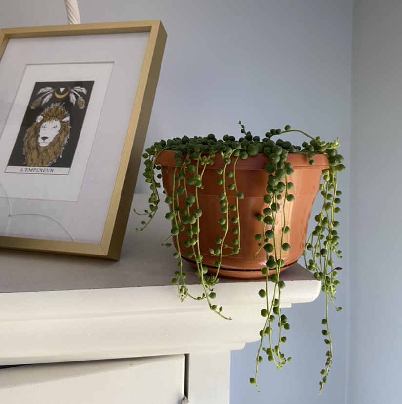 String of Pearls plant photo by @venusthightrap named Pearl Girl on Greg, the plant care app.