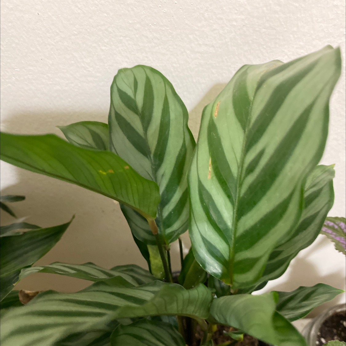 Goeppertia majestica plant with striped leaves and minor brown spots.