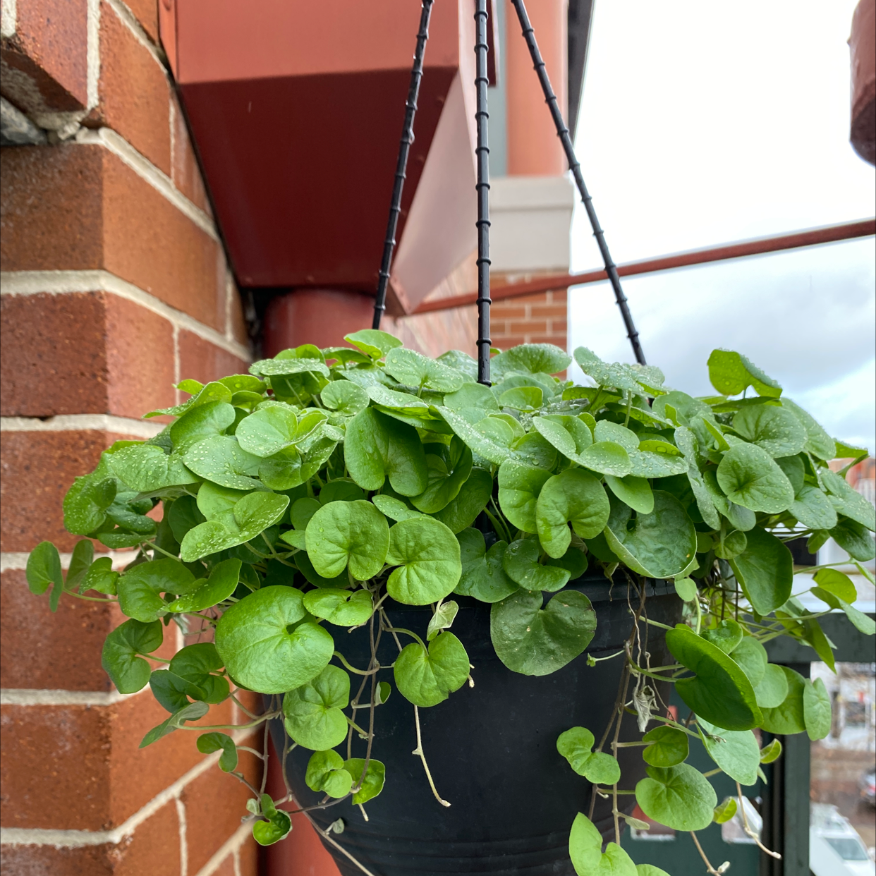 Photo of the plant species Dichondra Repens by J named felix on Greg, the plant care app