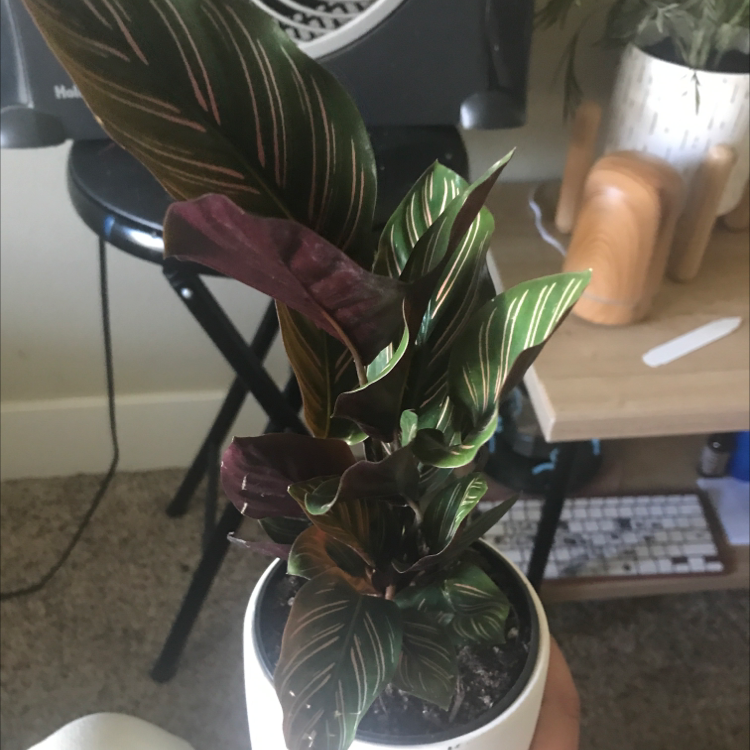 Pinstripe Calathea plant photo by @LaylaSchropp named ￼Frankie￼￼ on Greg, the plant care app.