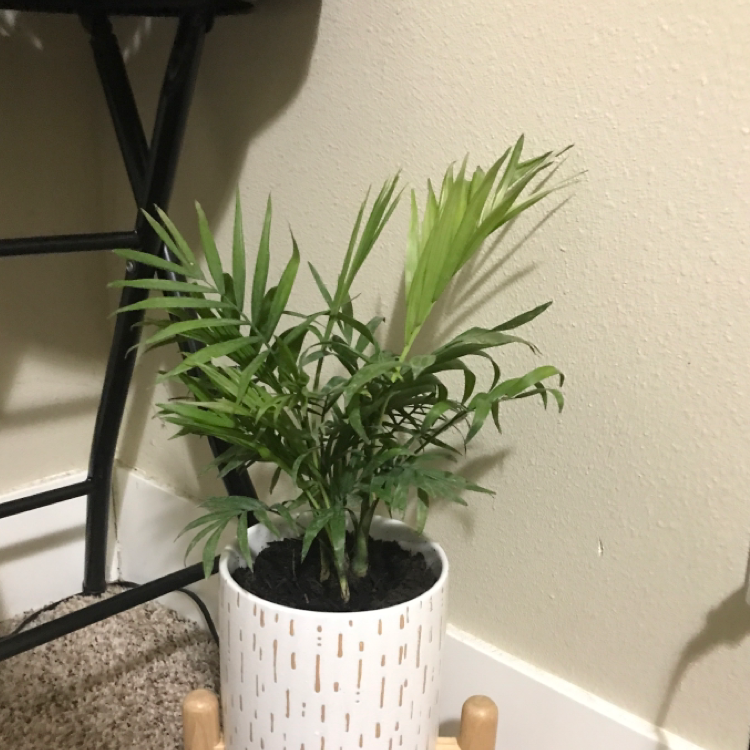 Bamboo Palm plant photo by @LaylaSchropp named Sheila￼ on Greg, the plant care app.