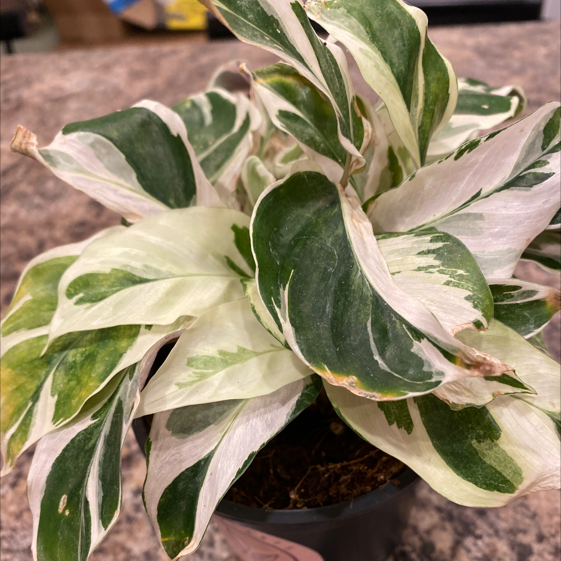 Photo of the plant species Calathea 'White Fusion' by Maleyna named White Fuzion on Greg, the plant care app