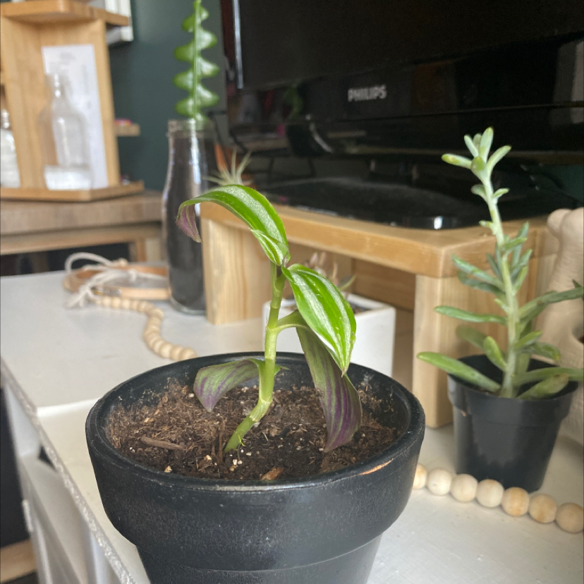 Small-Leaf Spiderwort plant photo by @ally000000 named my lady on Greg, the plant care app.