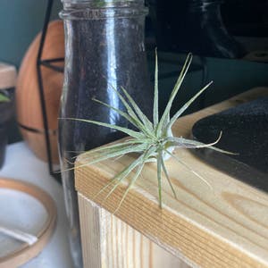 Blushing Bride Air Plant plant photo by @ally000000 named Spike on Greg, the plant care app.