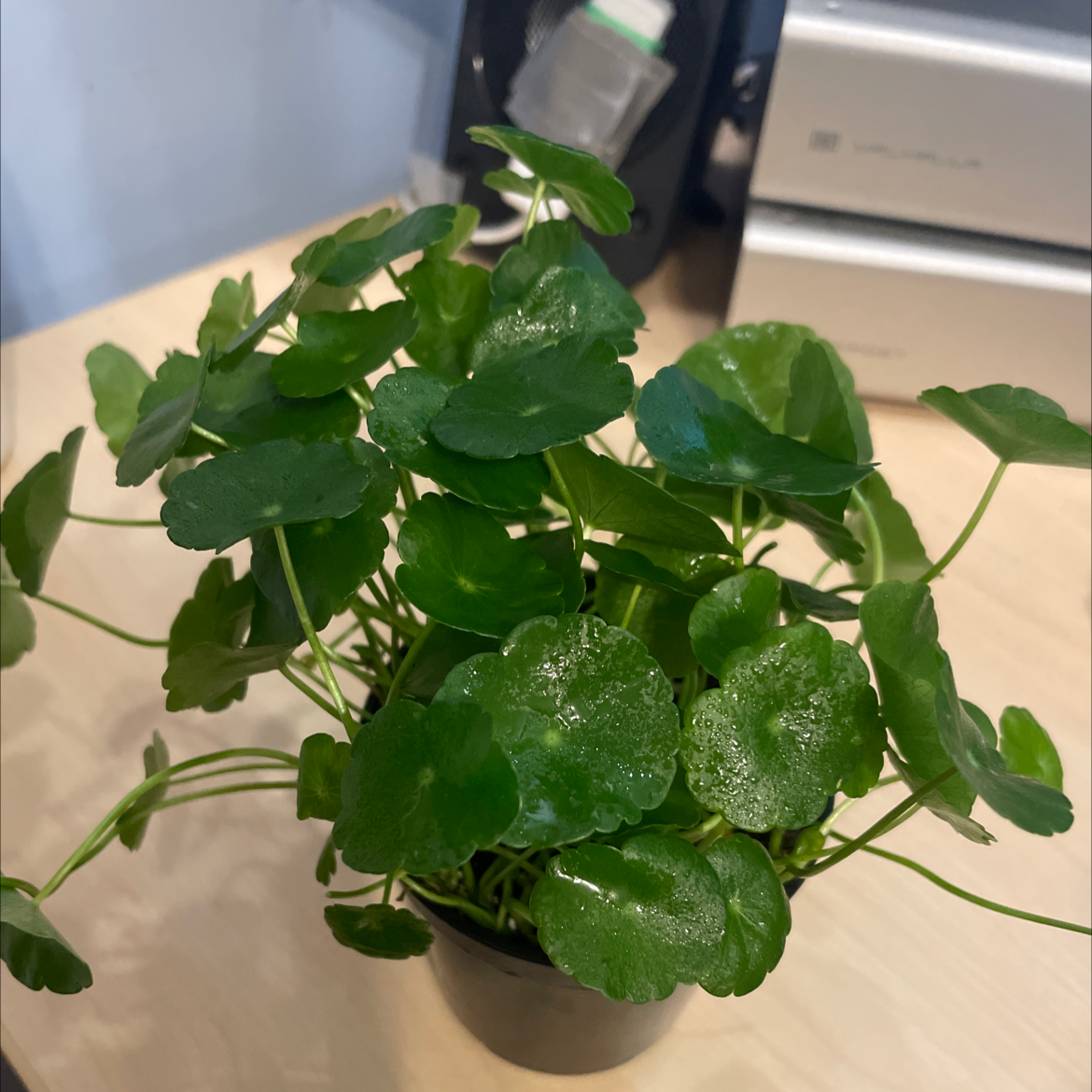 Healthy Manyflower Marshpennywort plant with vibrant green leaves in a small pot.