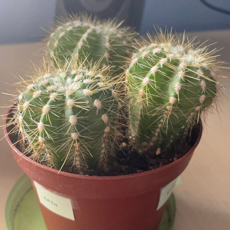 Photo of the plant species Balloon Cactus by @Loravocado named Sunny on Greg, the plant care app