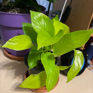 Neon Pothos plant in Somewhere on Earth