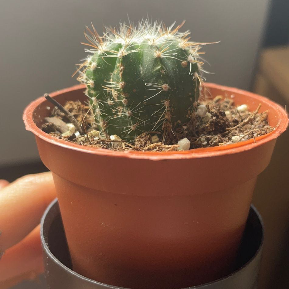 Photo of the plant species Echinocereus subinermis by @Loravocado named Bob on Greg, the plant care app
