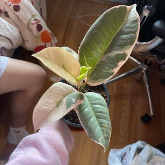 Variegated Rubber Tree plant in Somewhere on Earth