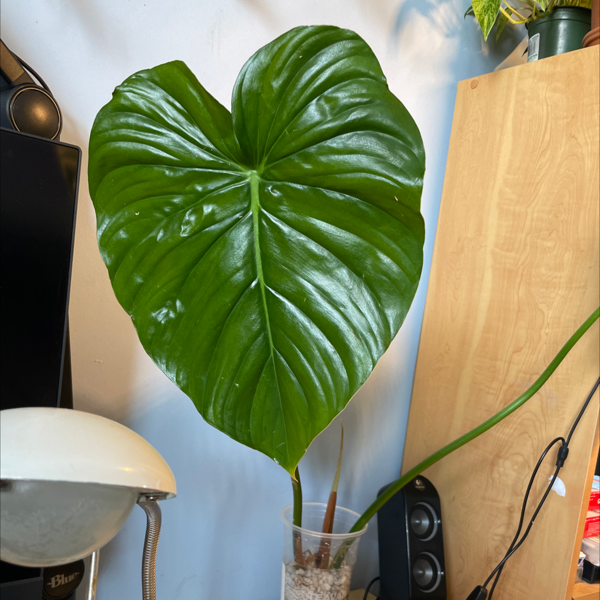 Philodendron 'McDowell' with a large, healthy green leaf in a well-lit indoor setting.