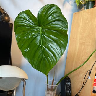 philodendron mcdowellii plant in Somewhere on Earth