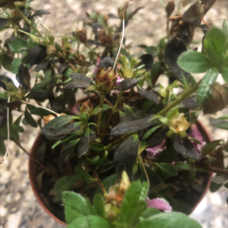 Photo of the plant species Bracted Fanpetals by Janine named Azalea on Greg, the plant care app