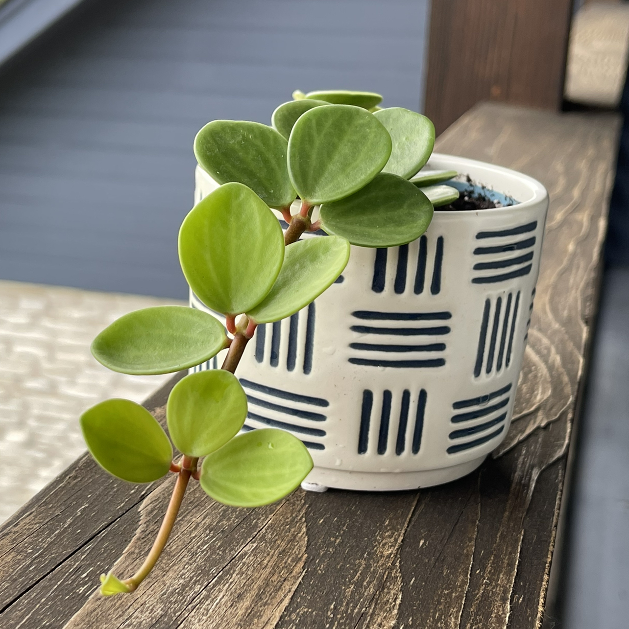 Photo of the plant species Peperomia 'Hope' by @zudes named Poppy on Greg, the plant care app