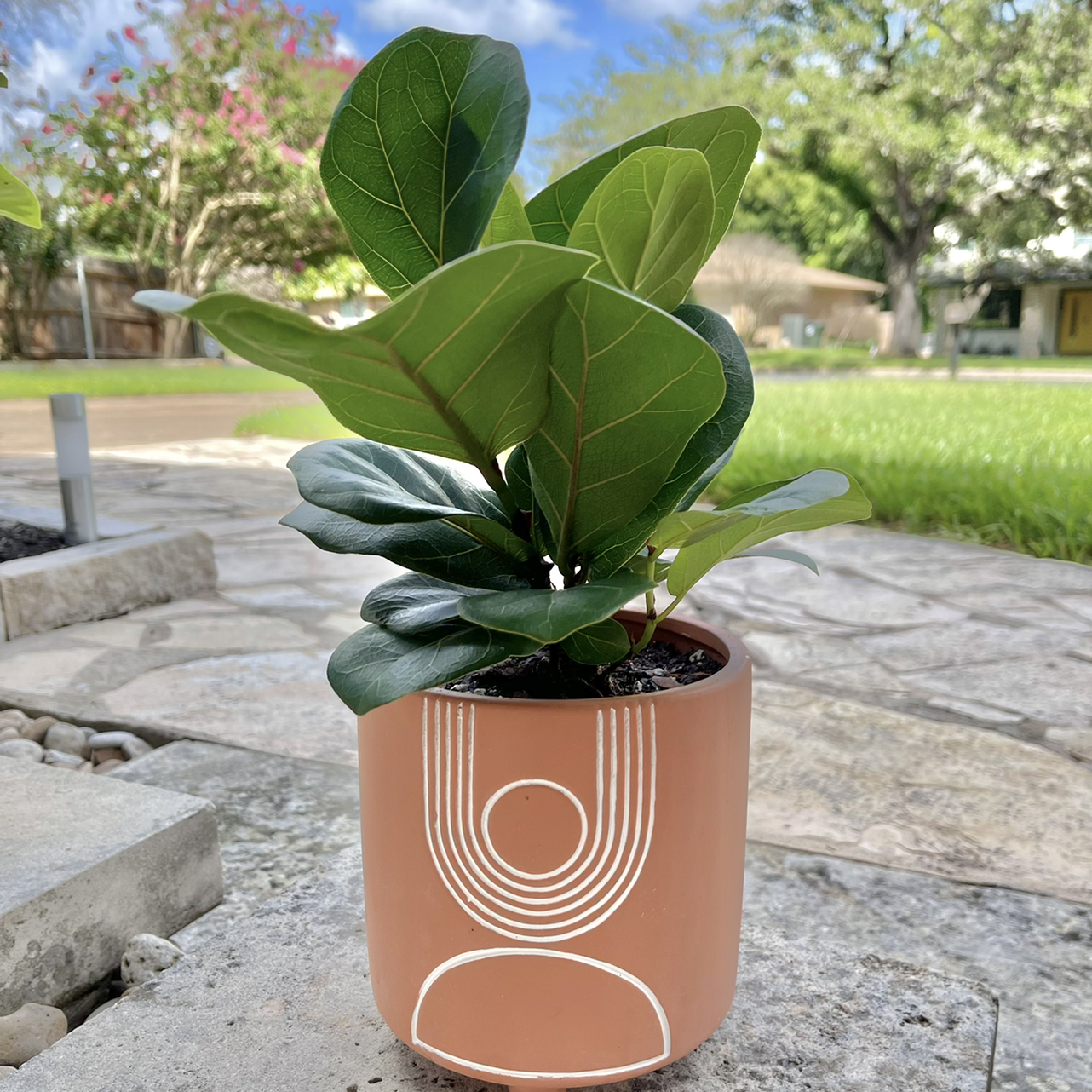 Photo of the plant species Fiddle Leaf Fig by @zudes named Gwrennie on Greg, the plant care app