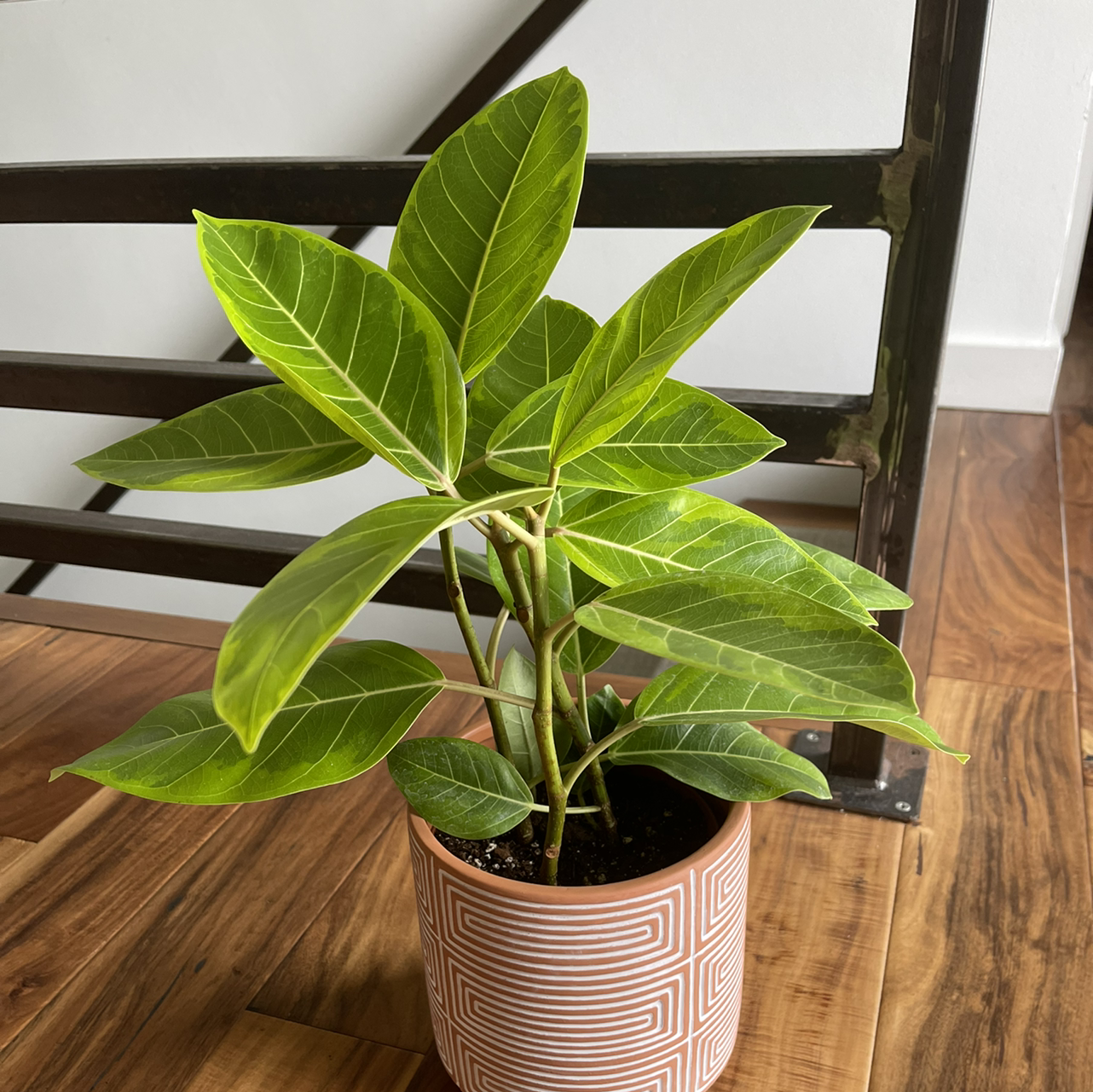 Photo of the plant species Yellow Ficus by @zudes named Harvey on Greg, the plant care app
