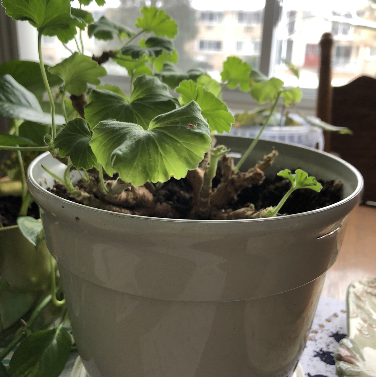 Potted Zonale Geranium with green leaves, indoors near a window.