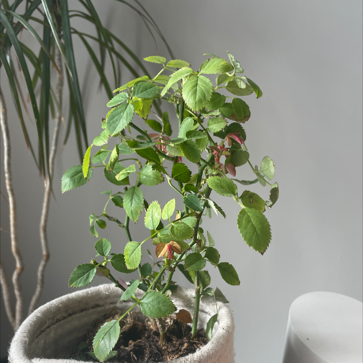 Planta de rosa canina en una maceta con hojas verdes, otra planta al fondo.