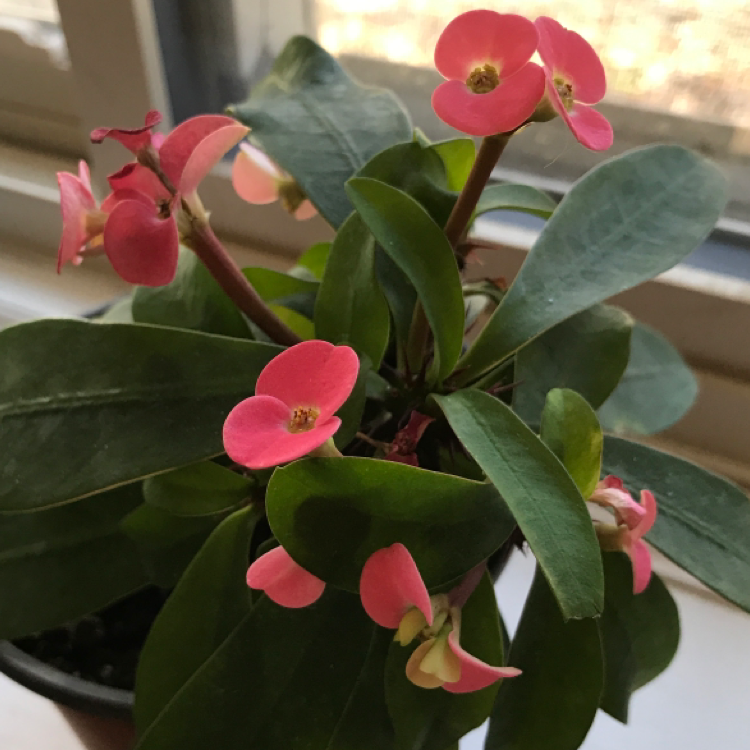 Photo of the plant species Crown of Thorns by @KiirizoMango named Zenny on Greg, the plant care app