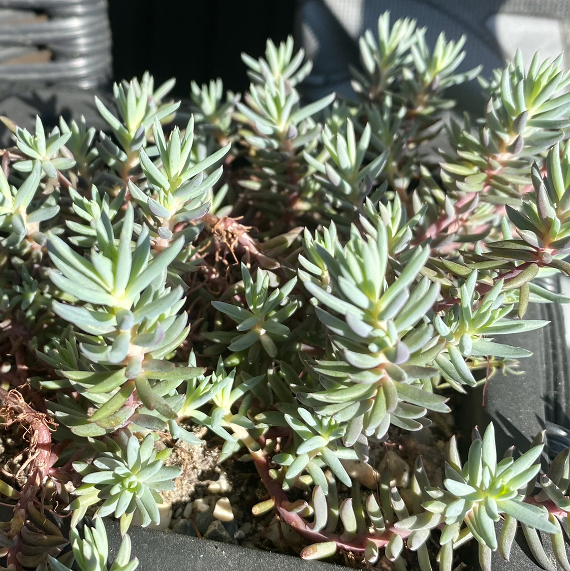 Photo of the plant species Pale Stonecrop by @Cheella named Tüsi on Greg, the plant care app