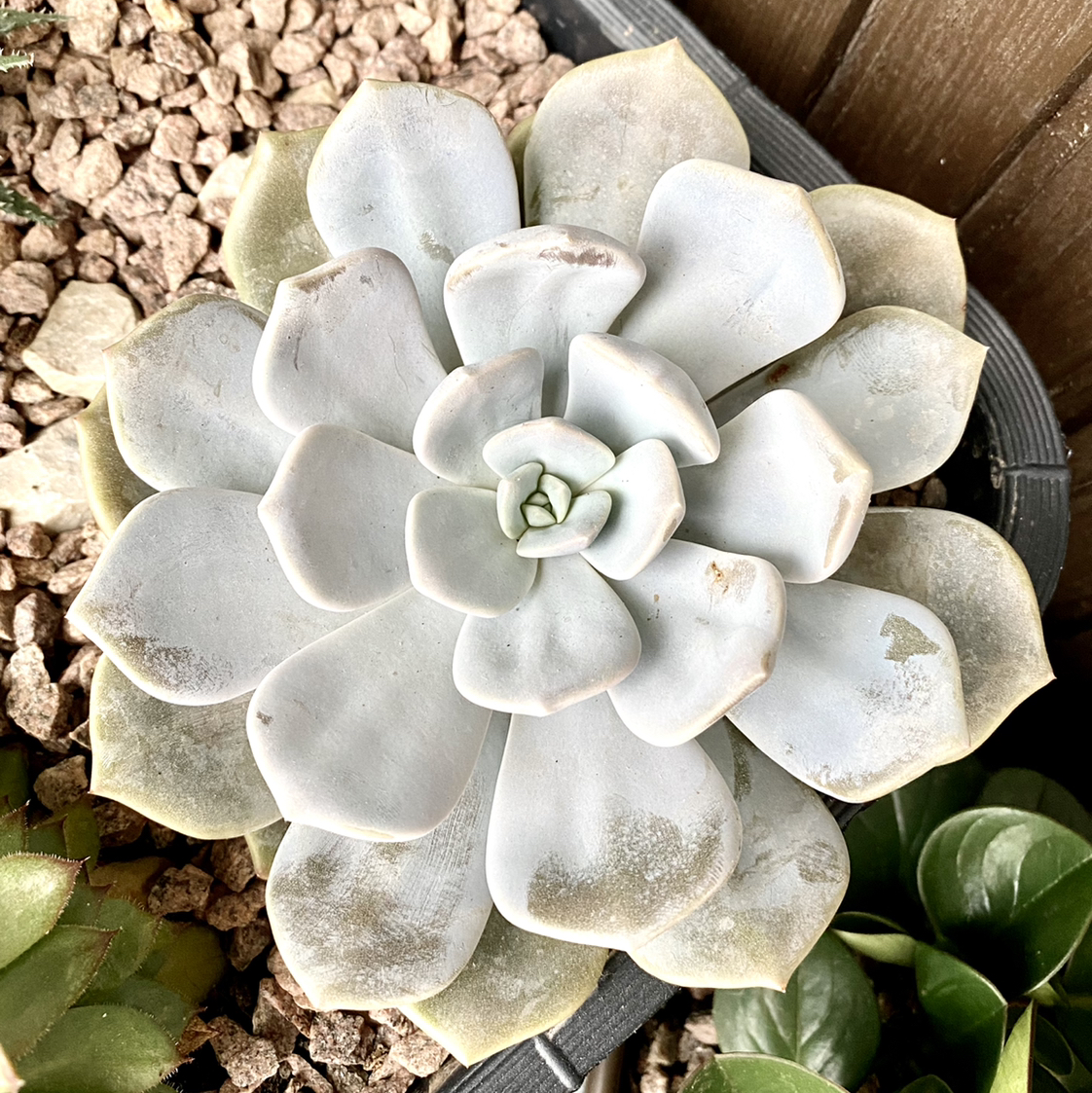 Photo of the plant species Fairy Wash Echeveria by @Cheella named Orion on Greg, the plant care app