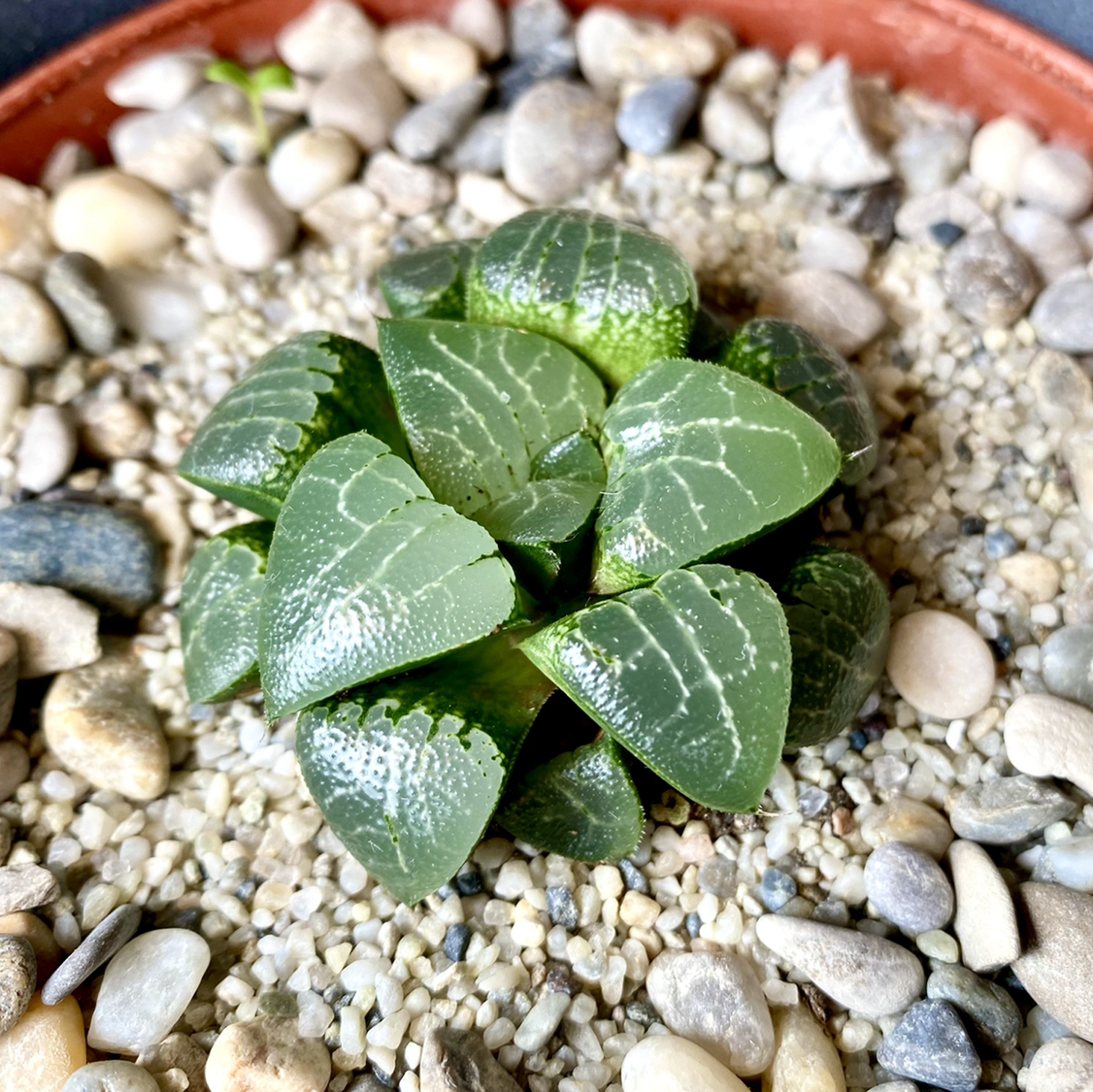 Haworthia bayeri plant in a pot with gravel substrate, appearing healthy.