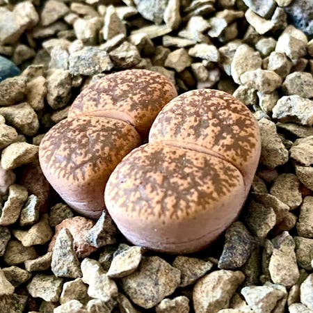 Photo of the plant species Living Stone by Cheella named Lithops Lesliei on Greg, the plant care app