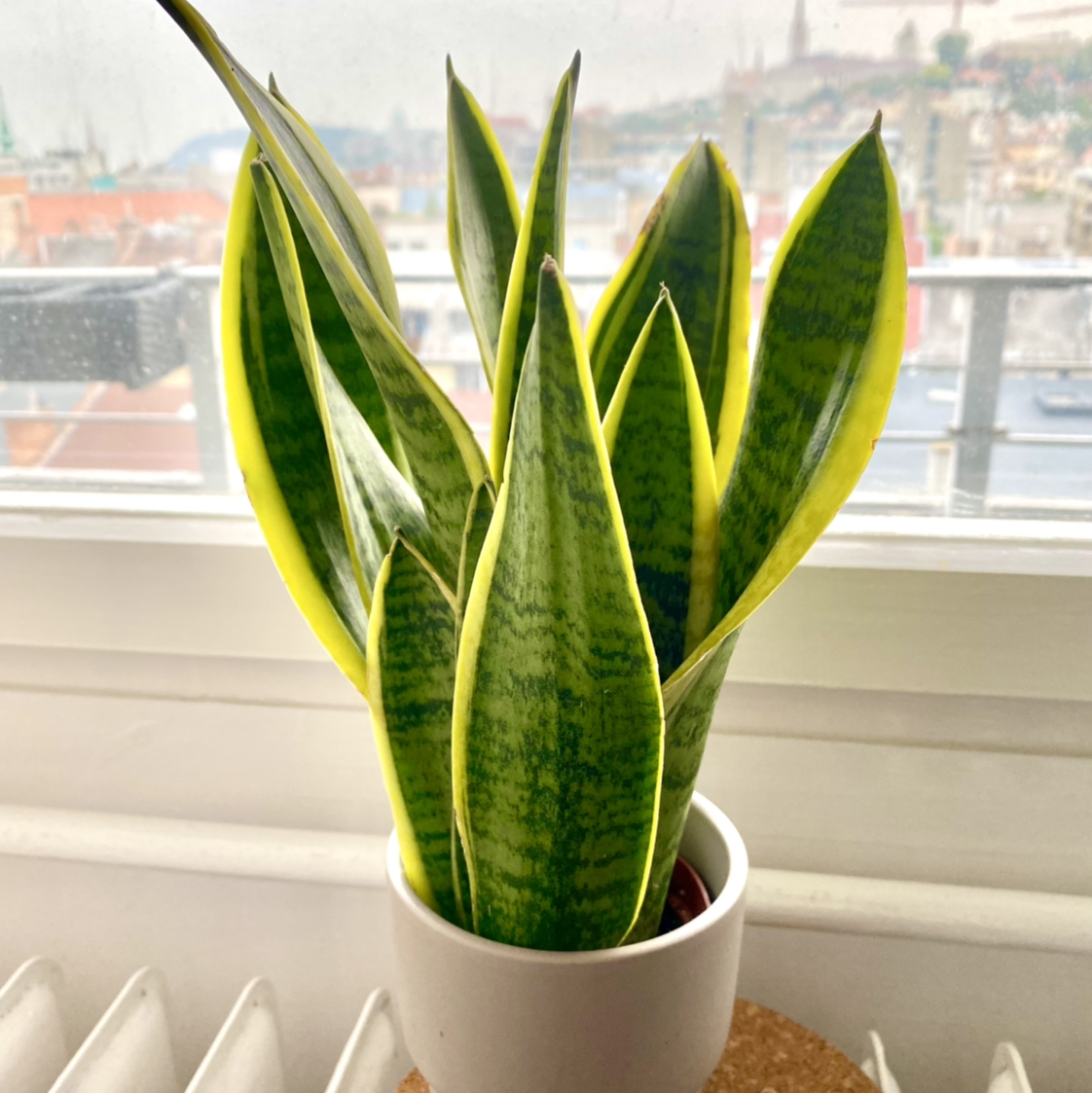 Photo of the plant species Snake Plant by @Cheella named Sansa on Greg, the plant care app