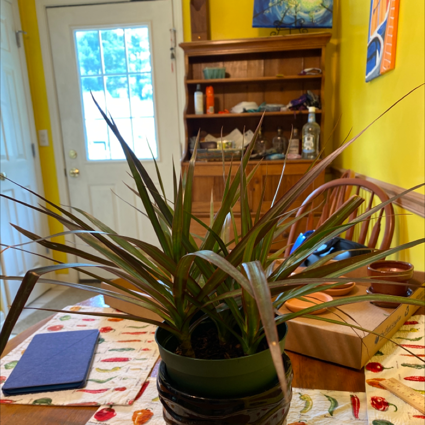 Healthy Song of India plant with yellow and green striped leaves in a green ceramic pot, on a dining room table.