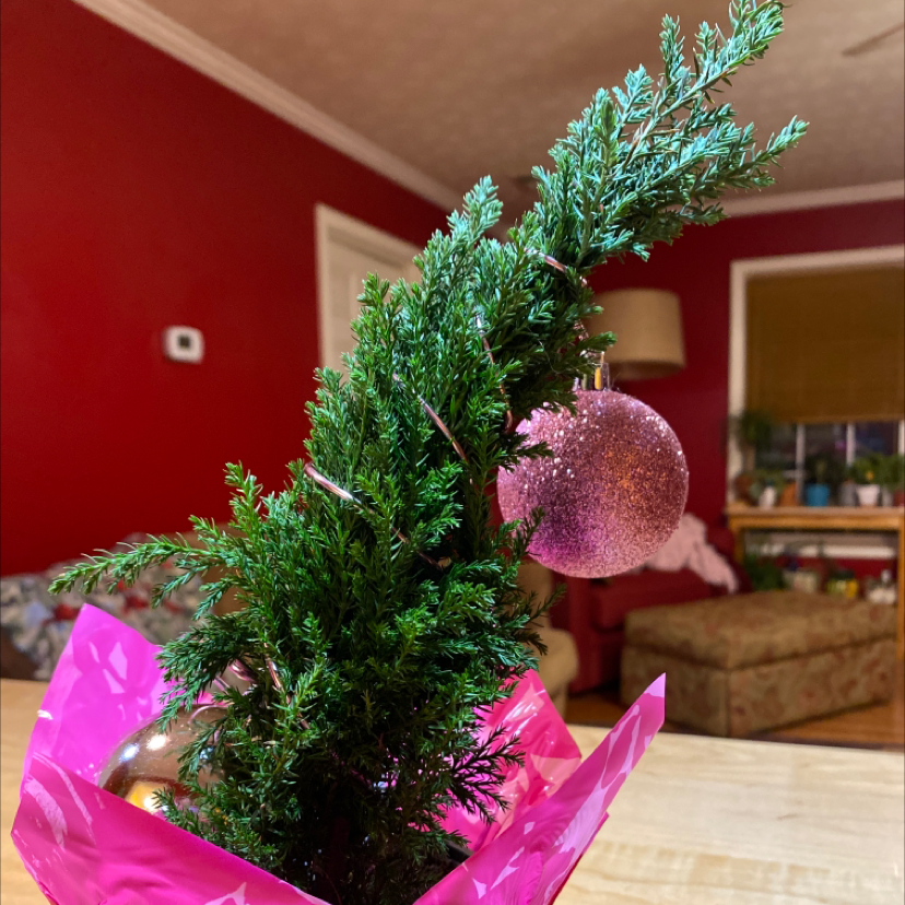 Mediterranean Cypress plant decorated with a pink ornament, indoors.