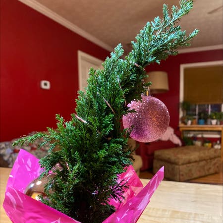 Photo of the plant species Tuscan Cypress by Stephanie named Star on Greg, the plant care app