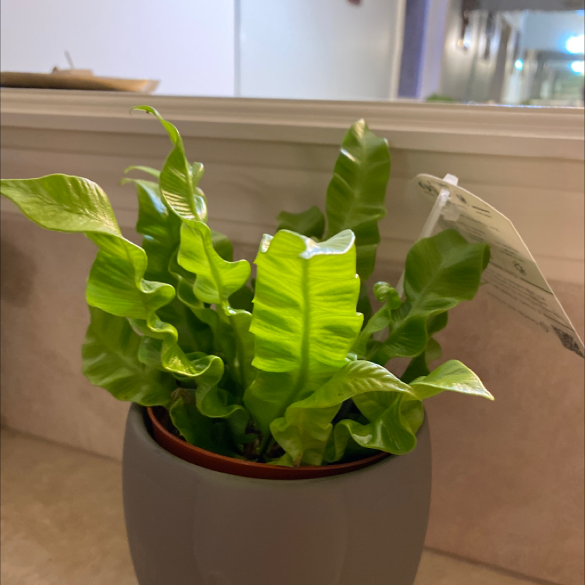 Hart's Tongue Fern in a pot with vibrant green leaves in a domestic setting.