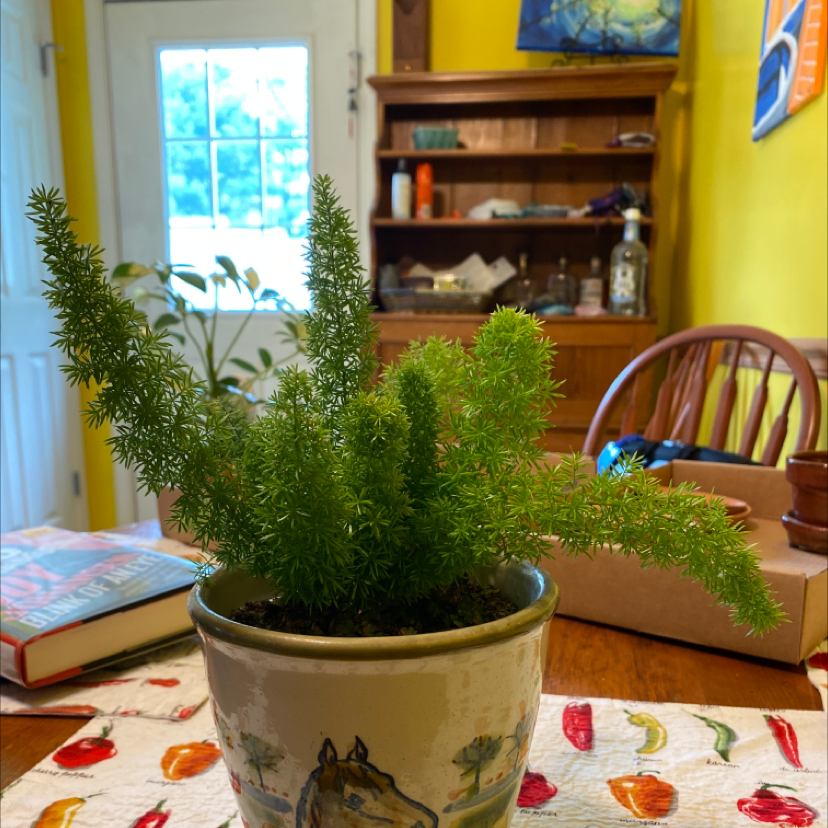 Healthy potted Plume Asparagus plant with lush green foliage, in a ceramic pot on a colorful tablecloth.