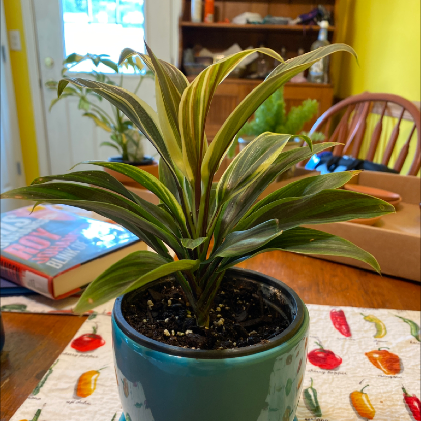A healthy Ti plant in a teal pot with long variegated green and yellow leaves, sitting on a colorful tablecloth.