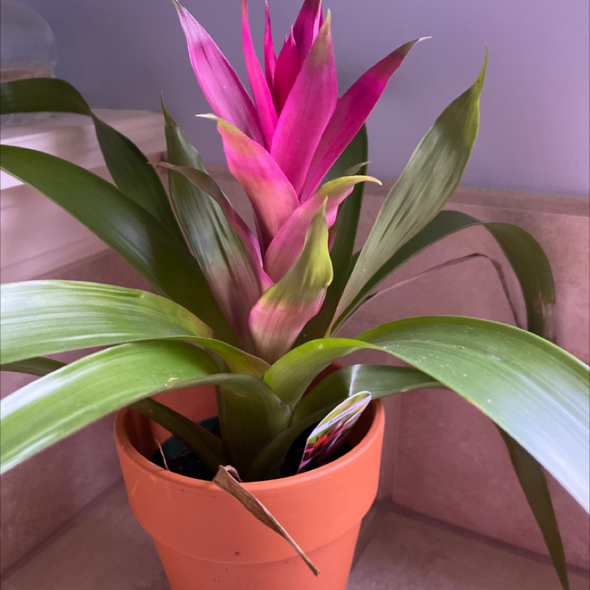 Vibrant pink and green Guzmania Lingulata air plant in a terracotta pot, appearing healthy and well-hydrated.
