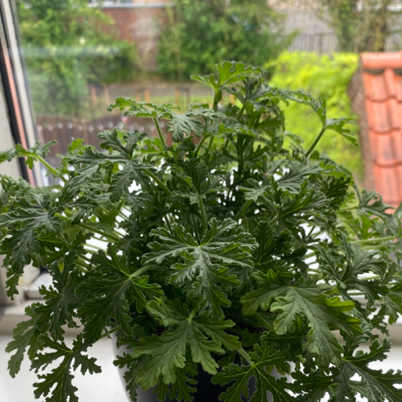 Photo of the plant species Sweet Scented Geranium by @niknokki named maurey on Greg, the plant care app