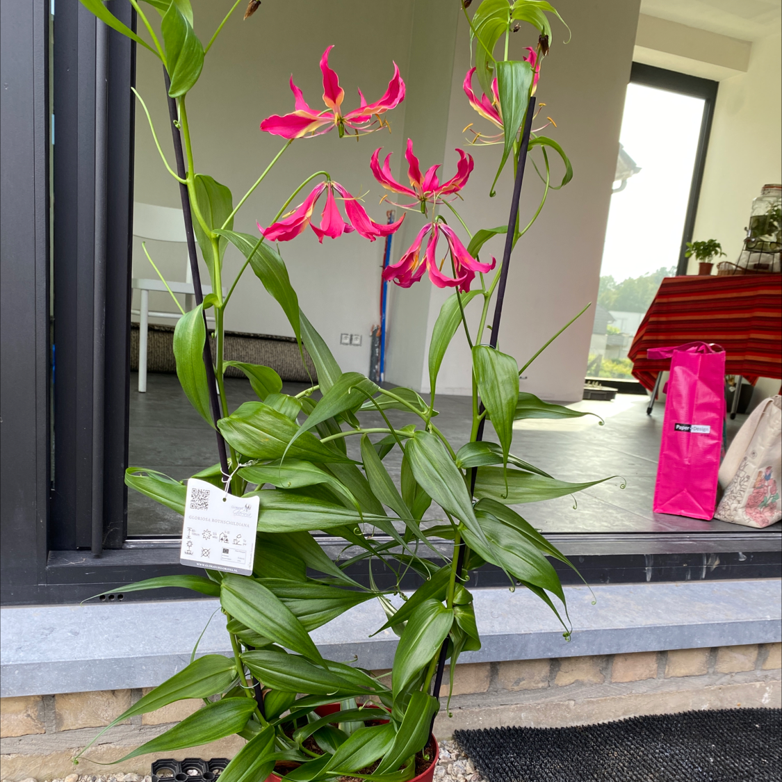 Flame Lily plant with vibrant red flowers and healthy green leaves in a pot.