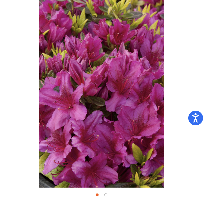 Photo of the plant species Satsuki by @Cmarkham named Your plant on Greg, the plant care app