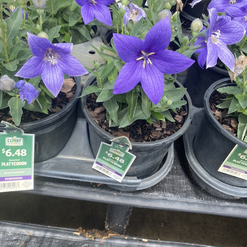 Photo of the plant species Balloon-Flower by @Cmarkham named Your plant on Greg, the plant care app