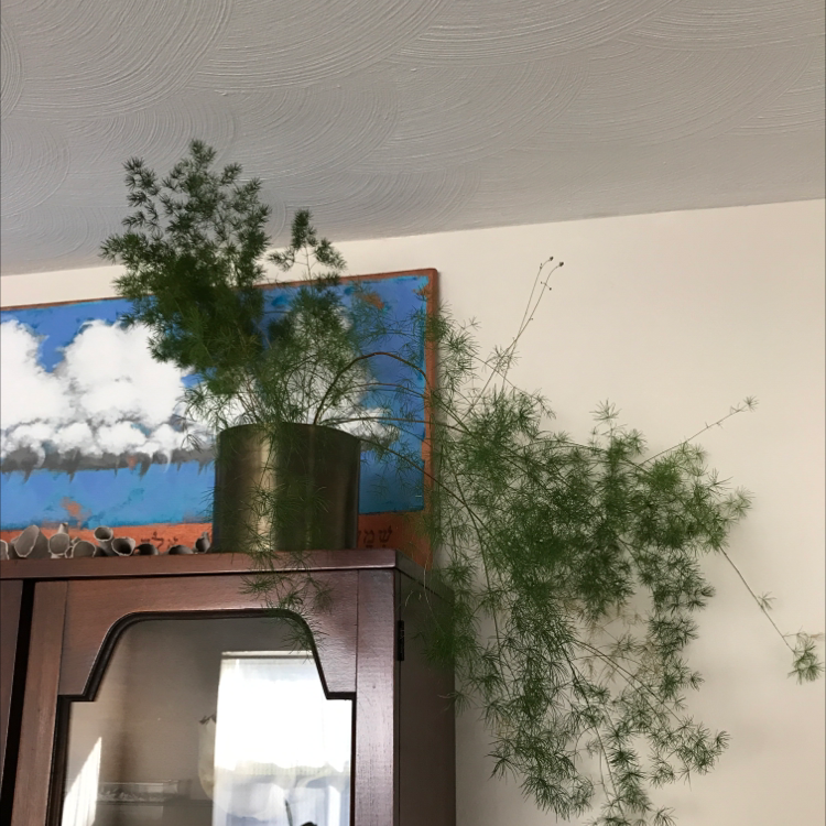 Healthy, green Asparagus Fern houseplant with lush, feathery foliage, situated on a shelf with a painted nature scene in the background.