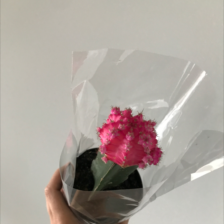 Photo of the plant species Gymnocalycium stenopleurum by Courtney named Neon bb on Greg, the plant care app